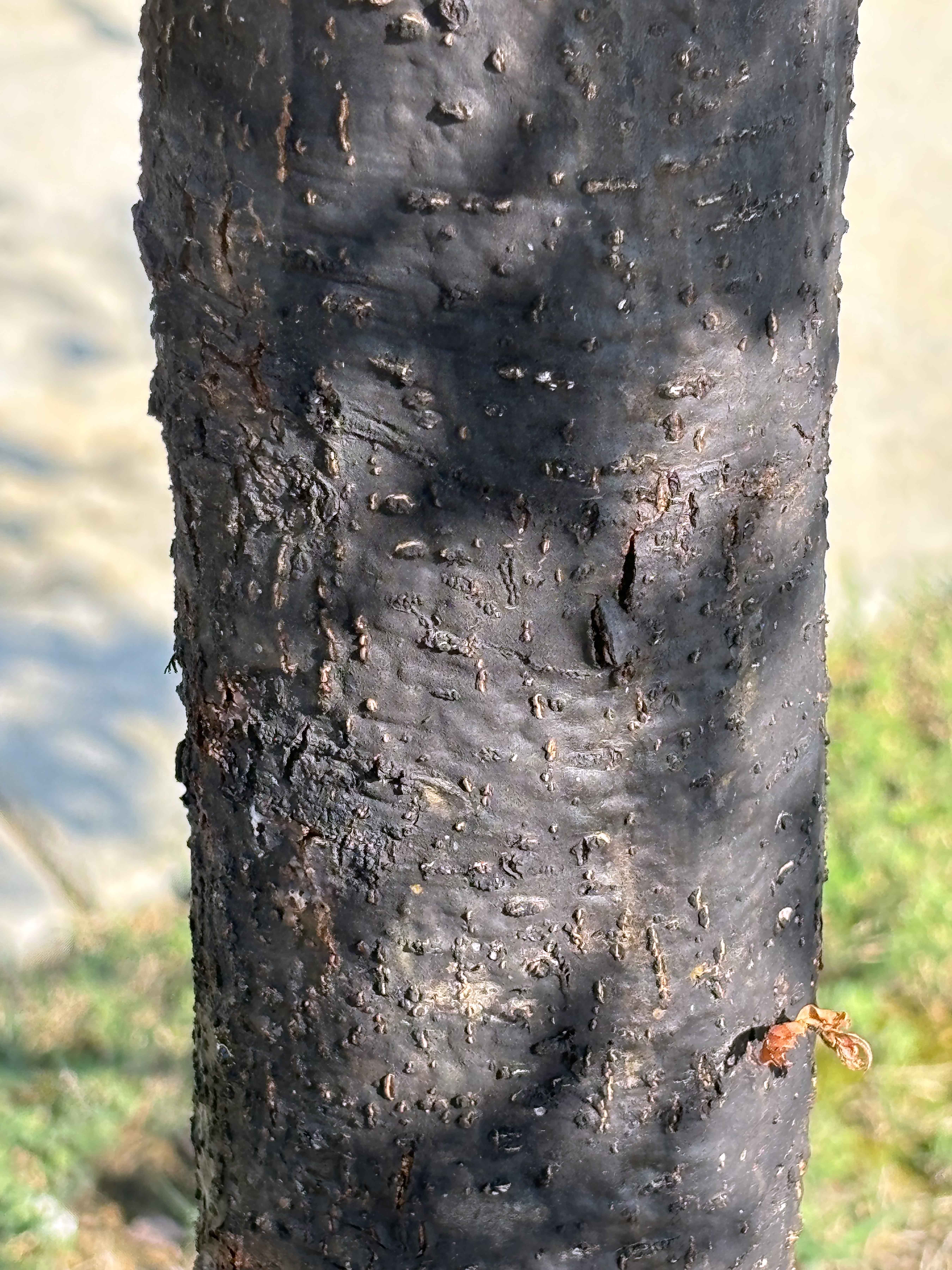 Figure 4.jpg thumbnail